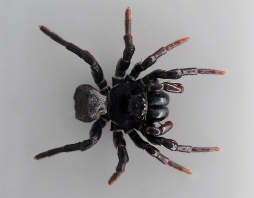 Eastern Mouse Spider - Missulena bradleyi - Australian Spiders and their Faces