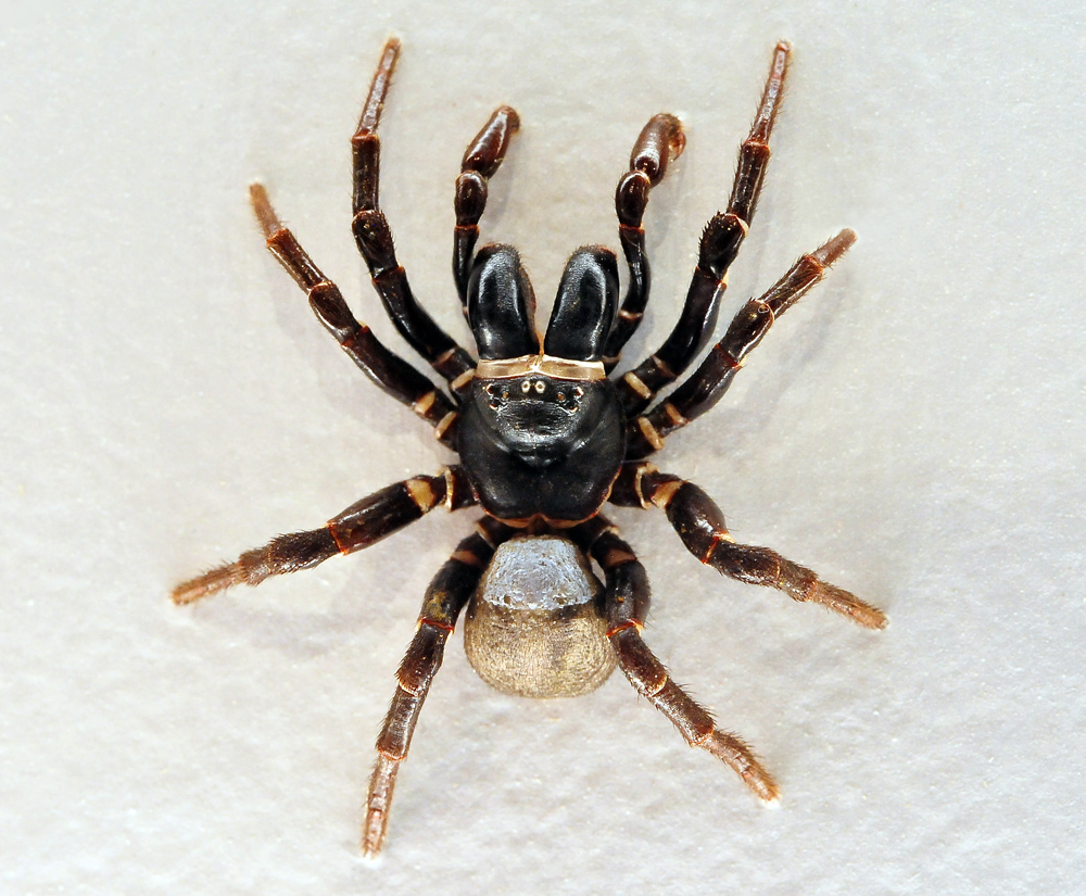 Eastern Mouse Spider - Missulena bradleyi