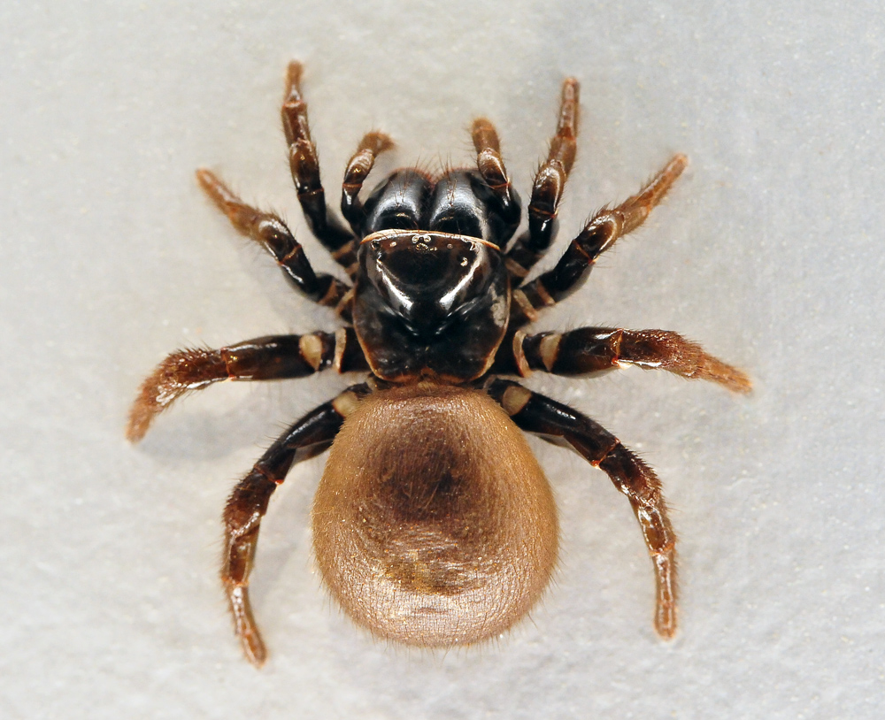 Eastern Mouse Spider - Missulena bradleyi