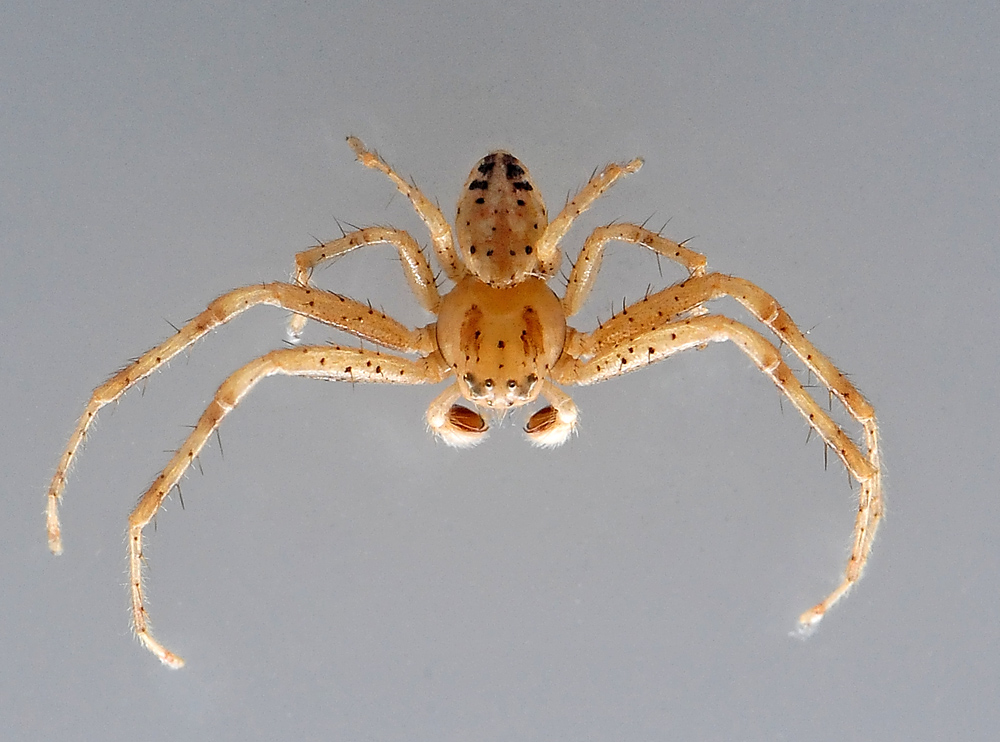 Flower Spider - Australomisidia cruentata (previously Diaea cruentata).