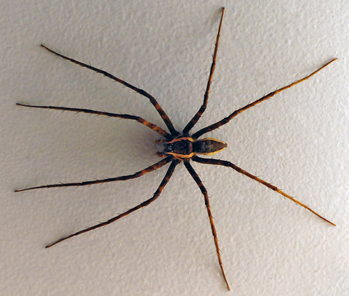 Giant Water Spider - Megadolomedes australianus - Australian Spiders and their Faces