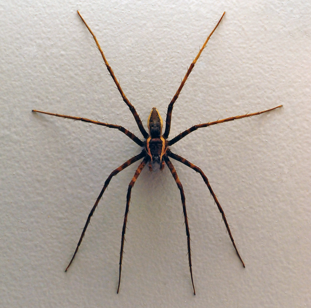 Australian Spider Quiz, Question 8 - Can you identify this spider?