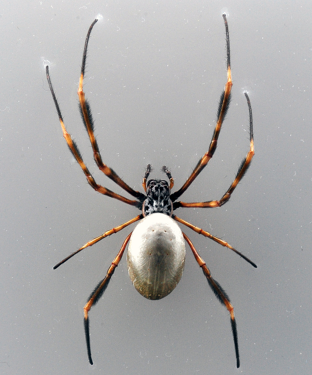 Eastern Golden Orb-Weaving Spider - Nephila plumipes