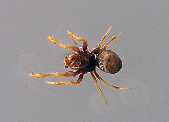 Ground Orb-Weaving Spider - Anapid Family, genus and species unknown