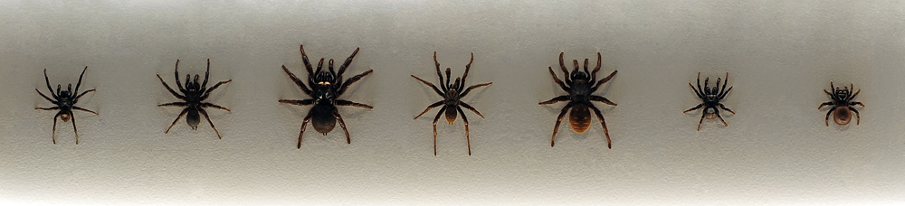 Left to Right: Southern Tree Funnel Web, Sydney Funnel Web male (L), female (R), Brown Trapdoor male (L), female (R), Eastern Mouse Spider male (L), female (R Brown Trapdoor Spider - Misgolas