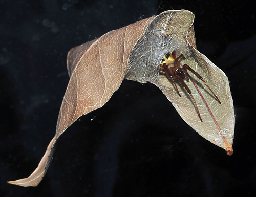 Leaf-Curling Spider - Phonognatha graeffei - Australian Spiders and their Faces