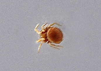 Micropholcomma - Micropholcomma Sp. - Australian Spiders and their Faces