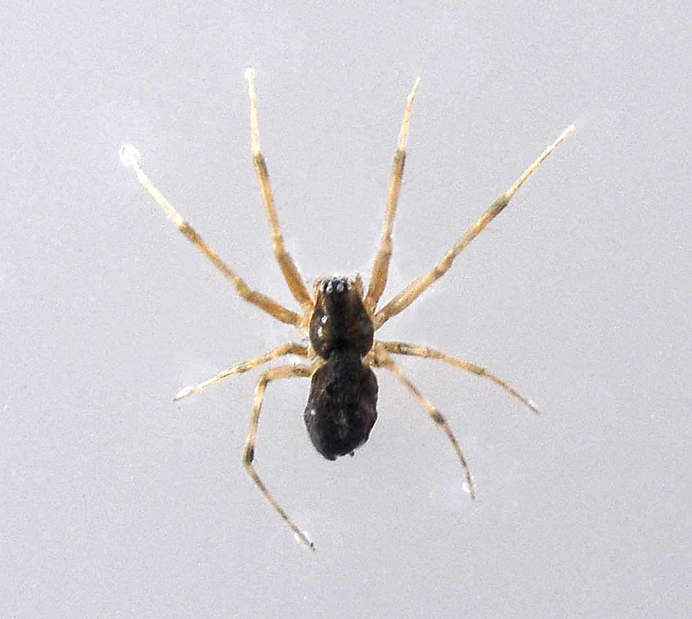 Australian Spider Quiz, Question 2 - Can you identify this spider?