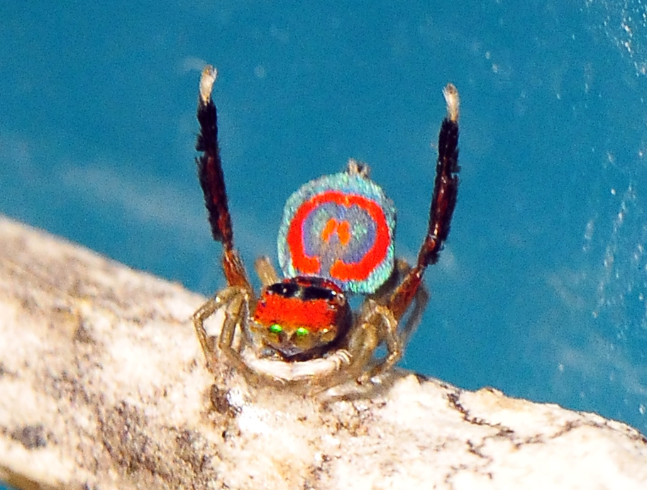 Peacock Spider - Maratus volans