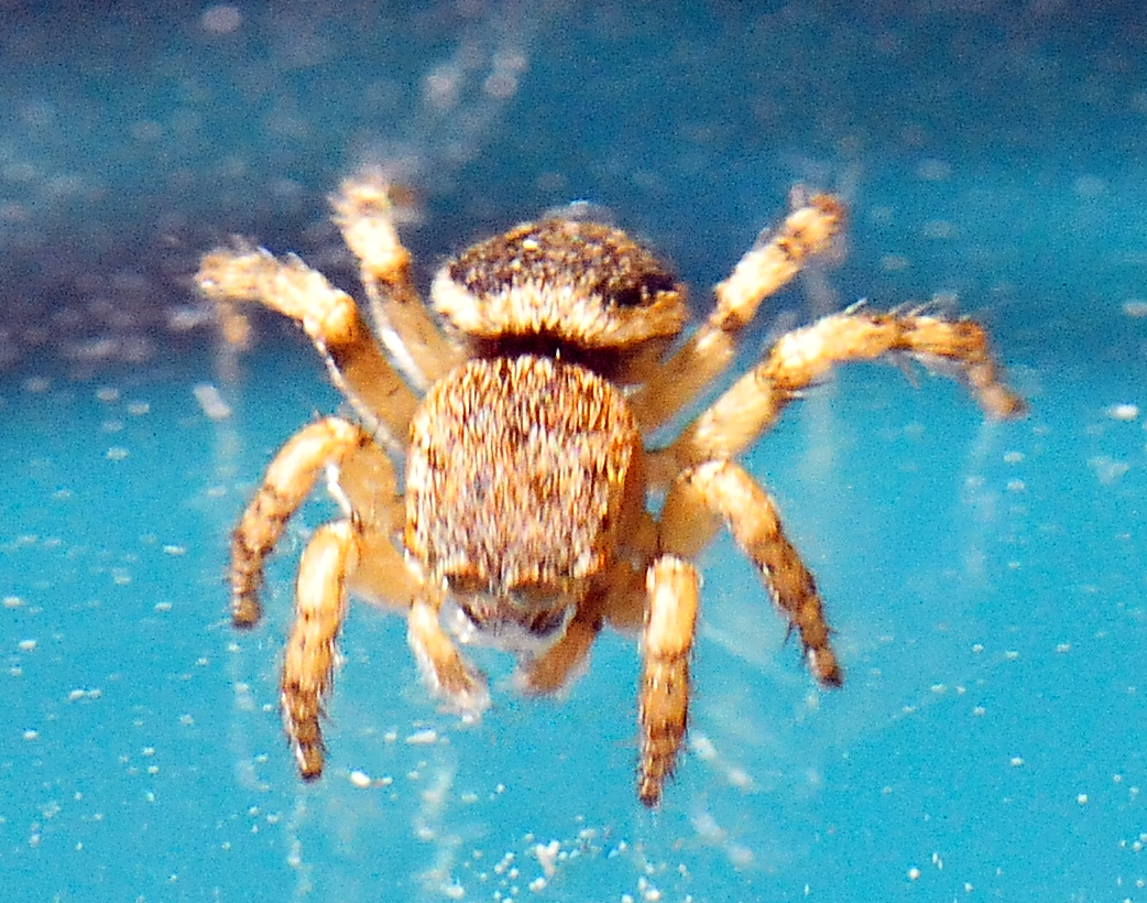 Peacock Spider - Maratus volans