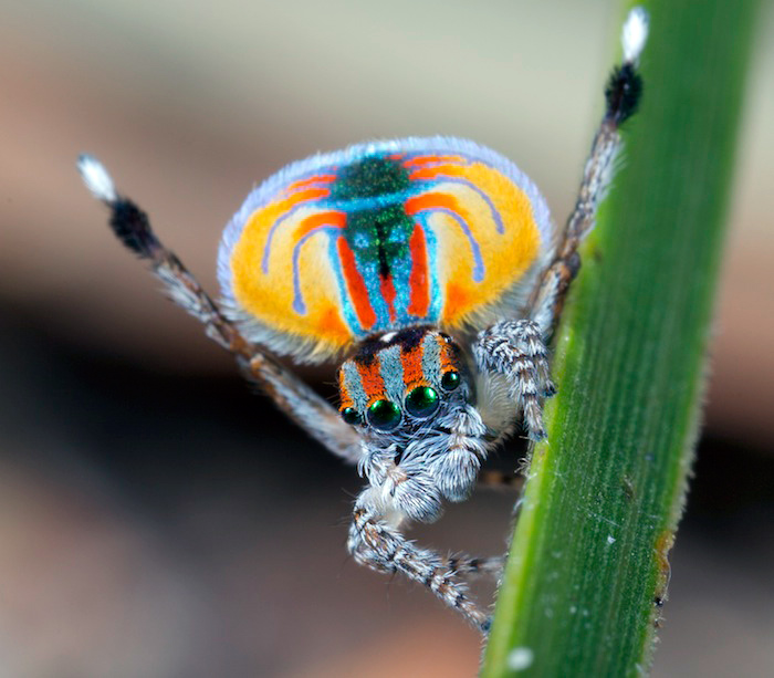 Peacock Spider - Maratus volans