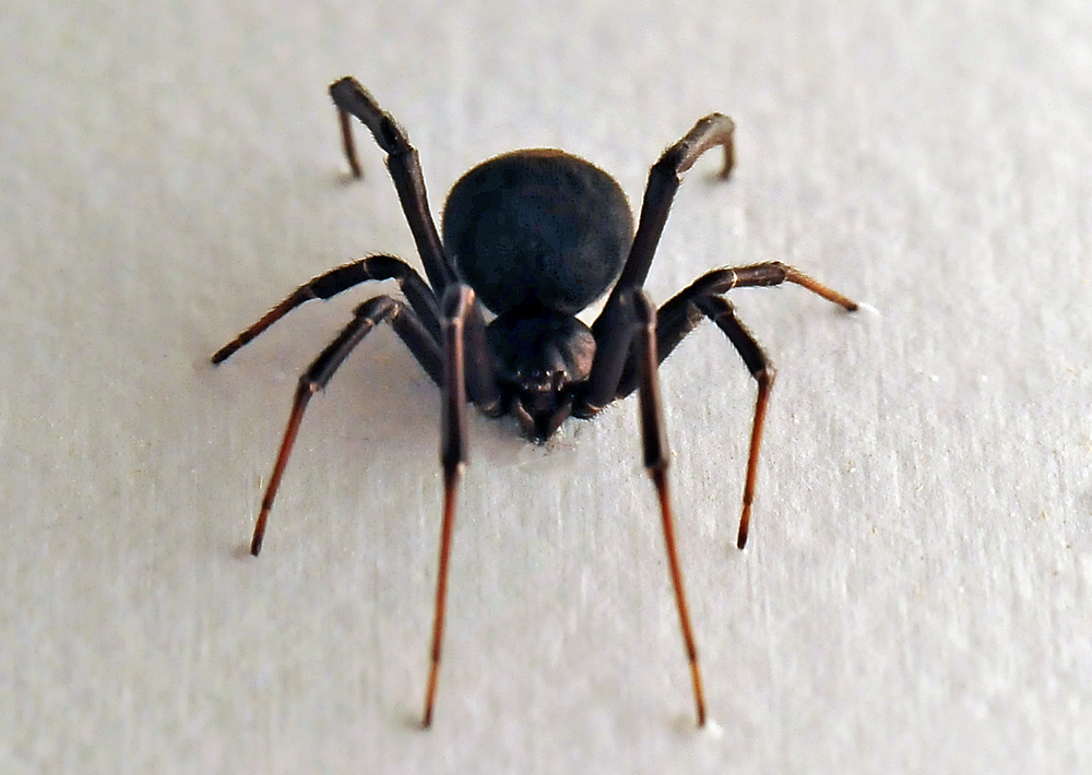Redback Spider - Latrodectus hasseltii
