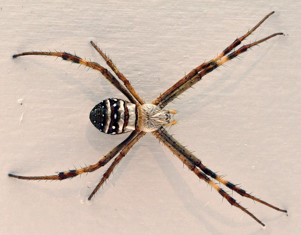 St Andrew's Cross Spider - Argiope keyserlingi