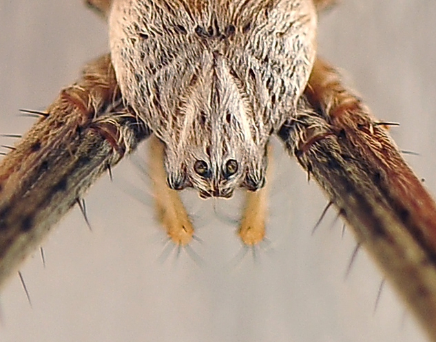 St Andrew's Cross Spider - Argiope keyserlingi