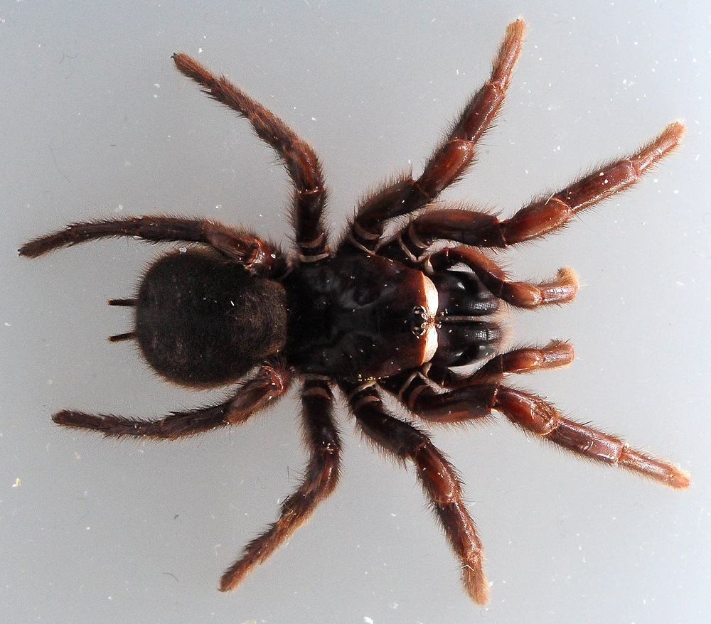 Australian Spider Quiz, Question 4 - Can you identify this spider?