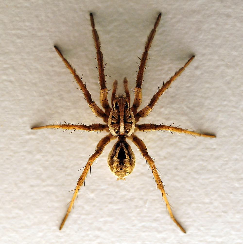 Australian Spider Quiz, Question 1 - Can you identify this spider?