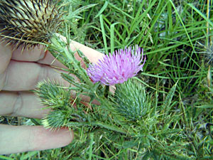 Thistle