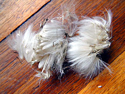 Thistledown