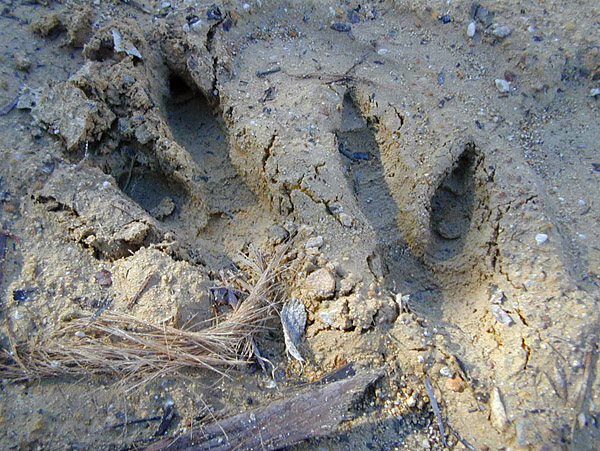 What Animal Made This Track? - Tracking Animals - How To Read Animal Tracks