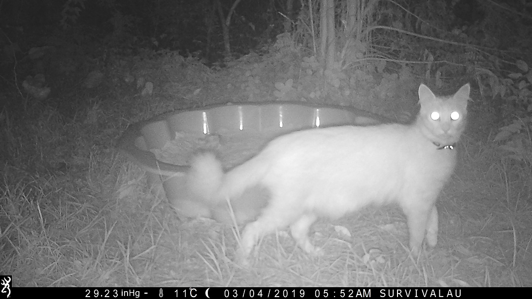 A cat visits the tracking box at night this time - Make an Instant Tracking Box to Learn Animal Tracking - Survival.org.au