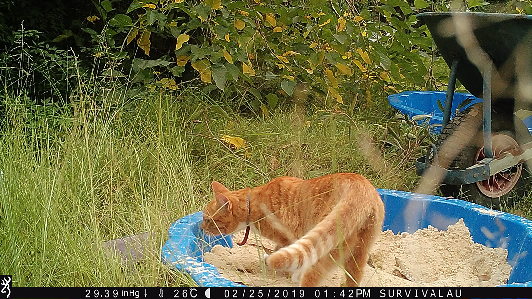 In the afternoon a cat visits the tracking box. There were 13 photos showing the cat at this time of its visit - Make an Instant Tracking Box to Learn Animal Tracking - Survival.org.au