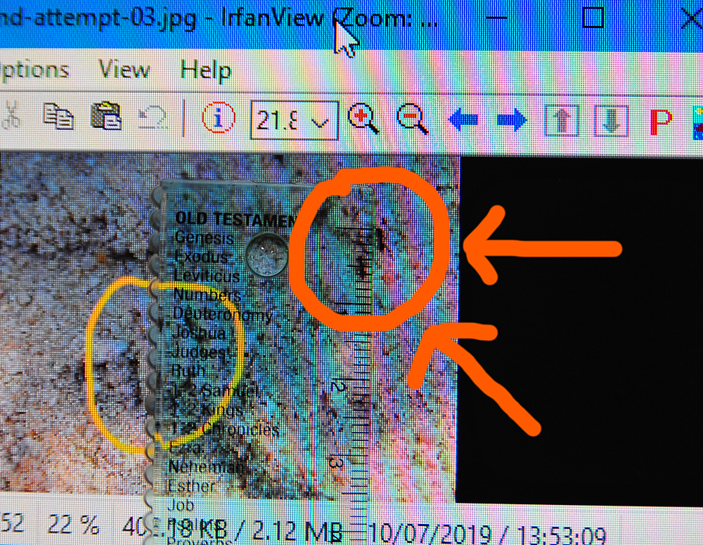 Photo of my computer screen after adjusting the zoom to make the black ants 2.5-5 mm long - Make an Instant Tracking Box to Learn Animal Tracking - Survival.org.au