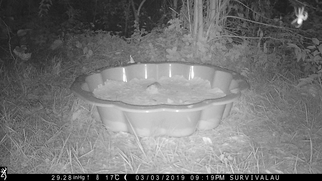 The trail camera captured this orb-weaving spider near the tracking box - Make an Instant Tracking Box to Learn Animal Tracking - Survival.org.au