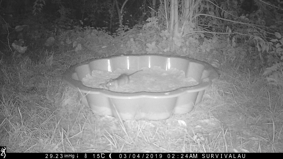 A rat drags the meat across the sand in the tracking box - Make an Instant Tracking Box to Learn Animal Tracking - Survival.org.au