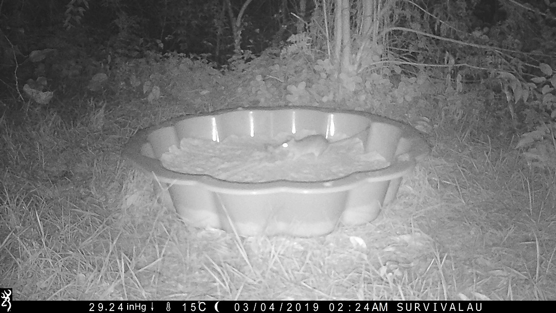 A rat finishes dragging the meat across the sand in the tracking box - Make an Instant Tracking Box to Learn Animal Tracking - Survival.org.au