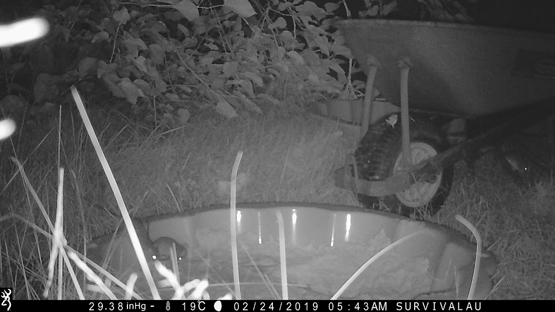The rats are eating the meat. In the whole series of 152 photos this was from, the rats barely went down into the actual sand at all. (So there was not much in the way of noticeable rat tracks.) Look under the wheelbarrow - Make an Instant Tracking Box to Learn Animal Tracking - Survival.org.au