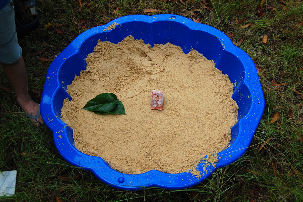 Sandpit tracking box with cheap pet-grade meat as bait - Make an Instant Tracking Box to Learn Animal Tracking - Survival.org.au