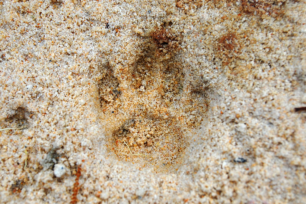 Close up of an animal track from the tracking box - Make an Instant Tracking Box to Learn Animal Tracking - Survival.org.au