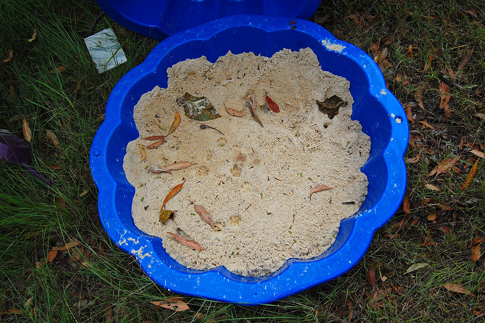 This is the tracking box after the first time I left it out - Make an Instant Tracking Box to Learn Animal Tracking - Survival.org.au