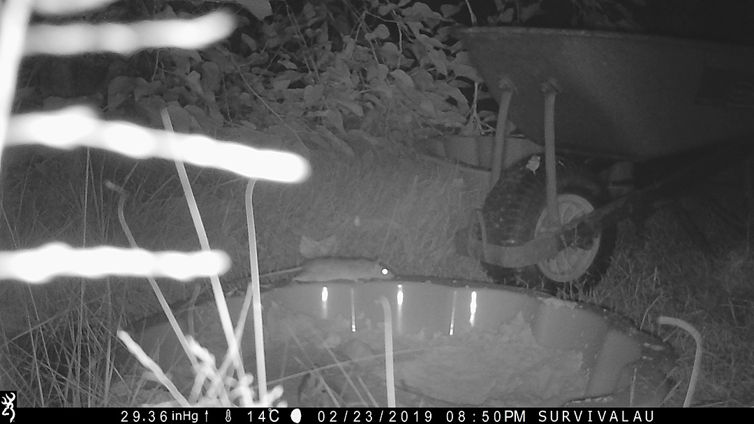 First photo of a moving animal in front of the trail camera - Make an Instant Tracking Box to Learn Animal Tracking - Survival.org.au