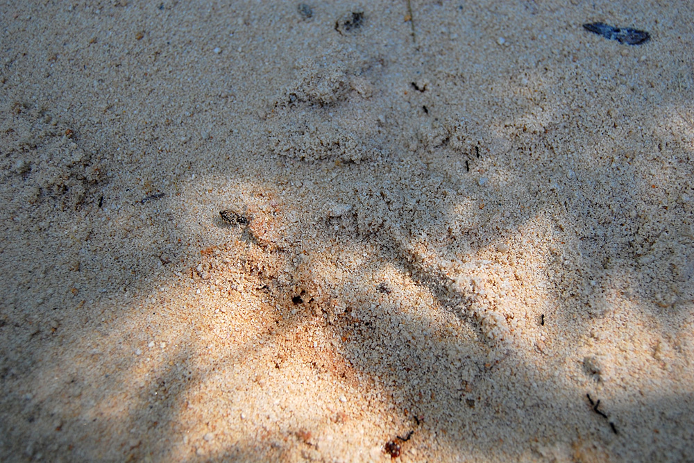 Results from the second setup of the clam-shell sandpit tracking box. These animal tracks are much smaller and less obvious than from the first setup of the tracking box - Make an Instant Tracking Box to Learn Animal Tracking - Survival.org.au