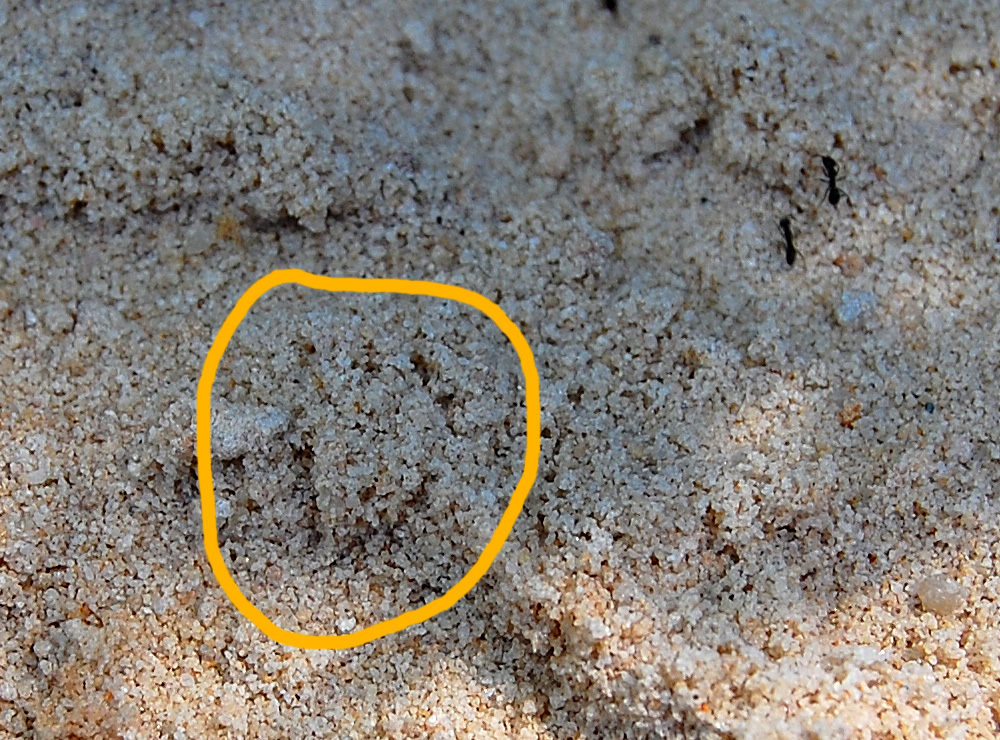 Highlighted close-up crop from the same photograph as shown above. You can see the approximate scale/size of the animal track by comparing with the size of the common small black ants - Make an Instant Tracking Box to Learn Animal Tracking - Survival.org.au
