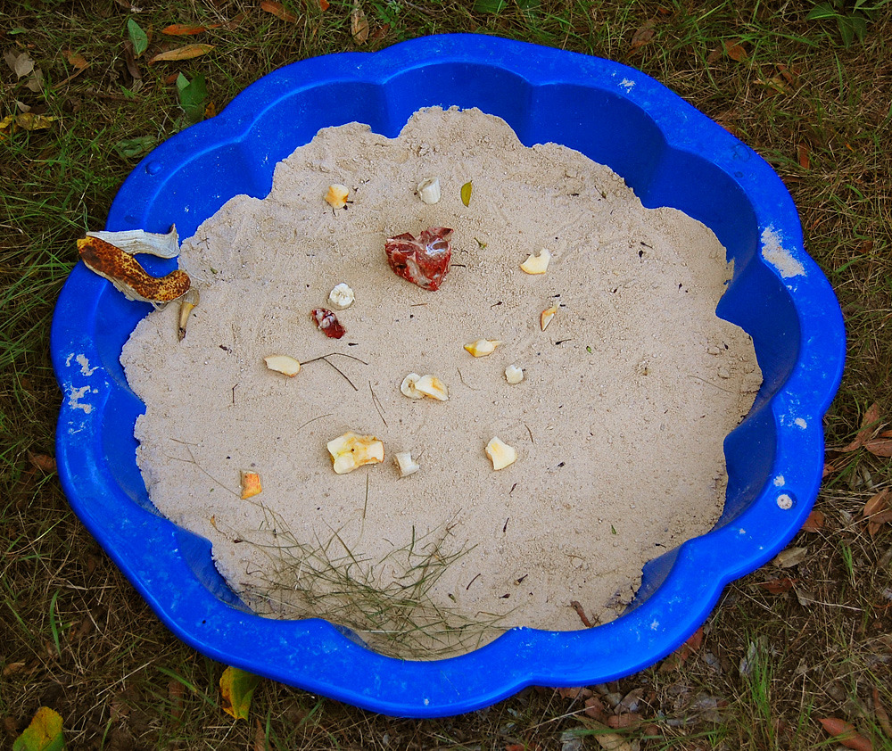 Second setup of the clam-shell sandpit tracking box - Make an Instant Tracking Box to Learn Animal Tracking - Survival.org.au