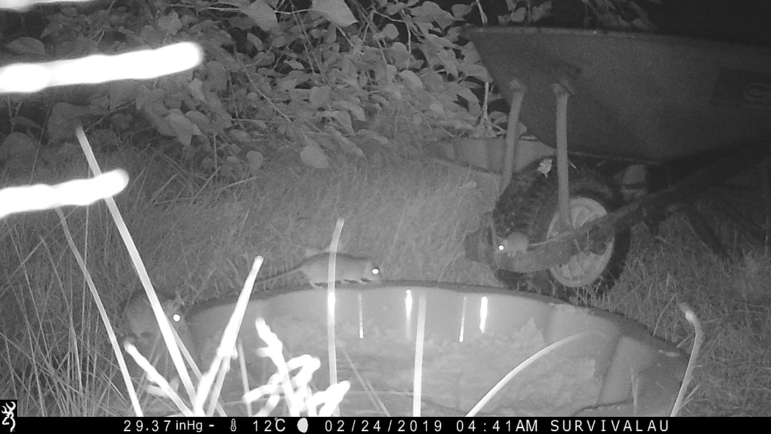 Three rats prowling around the tracking box - Make an Instant Tracking Box to Learn Animal Tracking - Survival.org.au