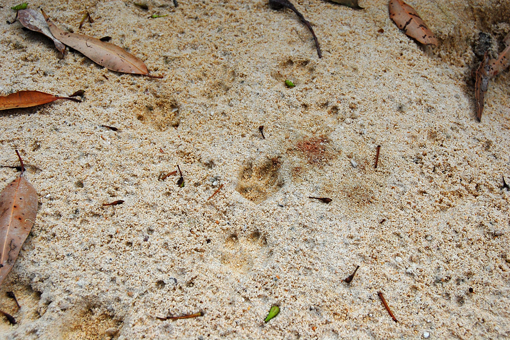Animal tracks from the tracking box. These animal tracks were found long after the animal was gone, leaving a record of its presence there - Make an Instant Tracking Box to Learn Animal Tracking - Survival.org.au