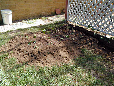 Starting a Vegie Garden - After Planting