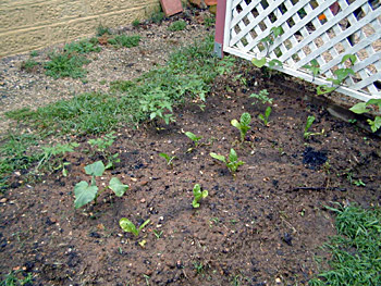 Starting a Vegie Garden - Plants Growing