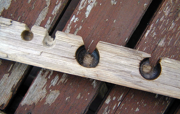 Xanthorrhoea - Grass Tree - Bow Drill and Hand Drill Fireboard