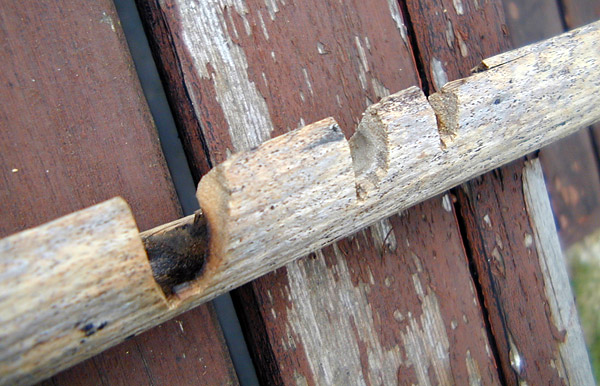Xanthorrhoea - Grass Tree - Bow Drill and Hand Drill Fireboard
